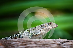 Iguana negro