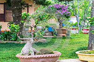 Small ikebana tree in a pot with an amazing trunk in the park