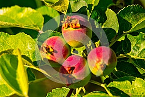 Small immature apples in the leaves of orchard tree