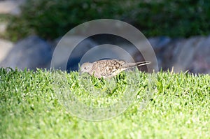 A small Inca dove, Columbina inca, is standing in the lush green grass. In Mexico