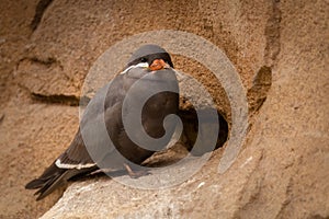 Small Inca tern (Larosterna inca) bird perched on a rocky outcrop surrounded by stone walls