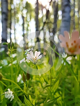 Small incest sitting on the flower. Spring meadow in the woods