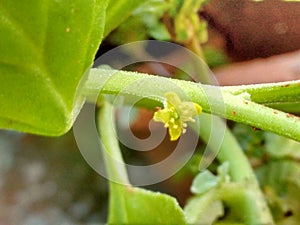 A small, inconspicuous yellow-green flower of the spinach plant, known by the scientific name of Spinacia oleracea.