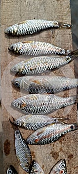 Small indian lake fishes