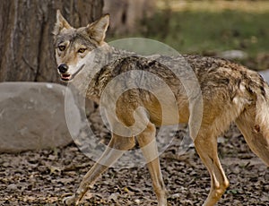 An Indian Wolf