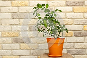 Small indoor citrus plant with ripening green finger-shaped fruit in orange pot against decorative brick wall background. Close-up