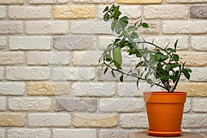 Small indoor citrus plant with ripening green finger-shaped fruit in orange pot against decorative brick wall background. Close-up