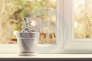 Small indoor crassula plant in pot on window sill photo