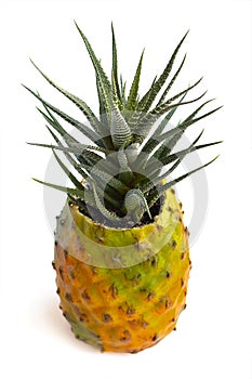 Small indoor plants succulents or cacti isolated on a white background. Succulent plant in a pot. Pot in the form of pineapple