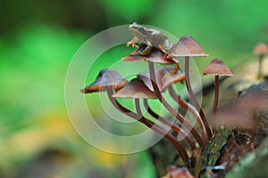 Small inedible mushrooms photo