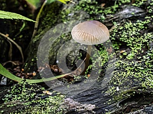 Small inedible mushrooms like umbrellas in the forest in an old stump, macro