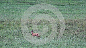 Small injured deer walking, stagger on grass pasture. Wildlife animal, Czech republic
