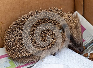 Small, injured rescue hedgehog in box with kibble. Tick also visible.