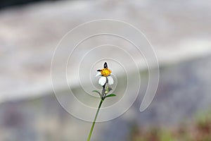 Small insect bees perch on daisy flower