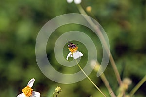 Small insect bees perch on daisy flower