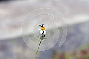 Small insect bees perch on daisy flower