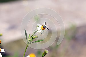 Small insect bees perch on daisy flower