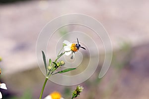 Small insect bees perch on daisy flower