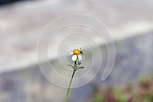 Small insect bees perch on daisy flower