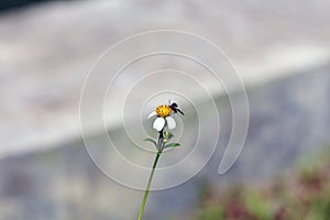 Small insect bees perch on daisy flower