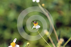 Small insect bees perch on daisy flower