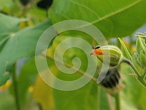 Small insect beetles on the unopened bloom of a mallow plant referred to as Indian Mallow