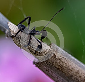 Small insect in black costum photo