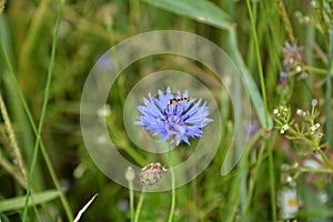 Small insect on blue poppy