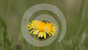Small bug on the dandelion