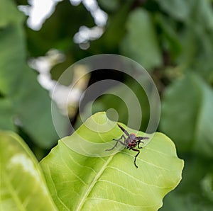 A small insect, bug caught on a green leaf