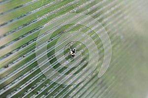 A small insect bug on the plastic glass. summer