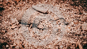 a small insect is crawling through the sand in the dirt