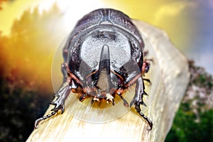 .Small insect.Dynastinae in a large tropical forest, macro photo