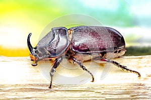 .Small insect.Dynastinae in a large tropical forest, macro photo