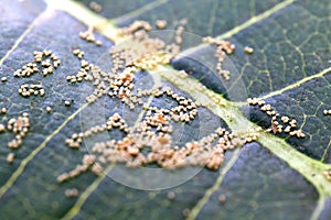 Small insect eggs on leaves nature forest environment Selective focus