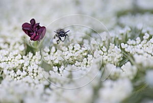 Small insect facing camera close to purple stamen