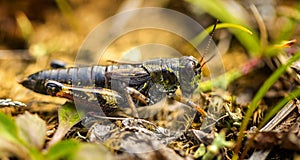 Small insect grasshopper on the yellow and green grass