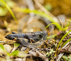 Small insect grasshopper on the yellow and green grass.