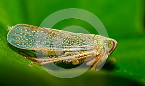 Small insect live in green leaf around in the garden. Macro photography