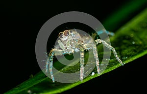 Small insect live in green leaf around in the garden. Macro photography