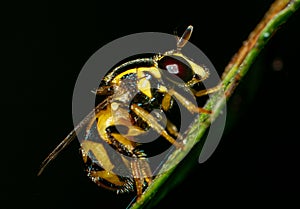 Small insect live in green leaf around in the garden. Macro photography