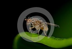 Small insect live in green leaf around in the garden. Macro photography