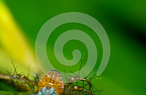 Small insect live in green leaf around in the garden. Macro photography