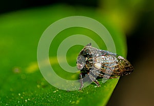 Small insect live in green leaf around in the garden. Macro photography