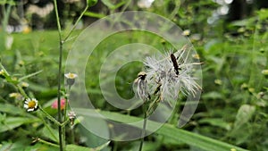 Small insect perched on a dandelion. Animal living in a meadow of wild flowers.