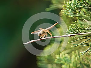 a small insect is perched on a twig in front of some tree