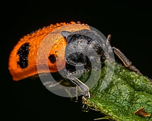 Small insect in the rain