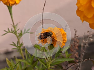 A small insect rested on Marigold