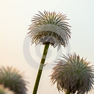 Small Insect Rests Of The Stem of Western Seedhead