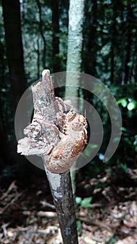 Small insect in sinharaja rain forest